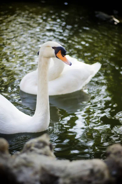 Beautiful White Swans Lake — Stock Photo, Image