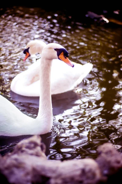Красивые Белые Лебеди Озере — стоковое фото