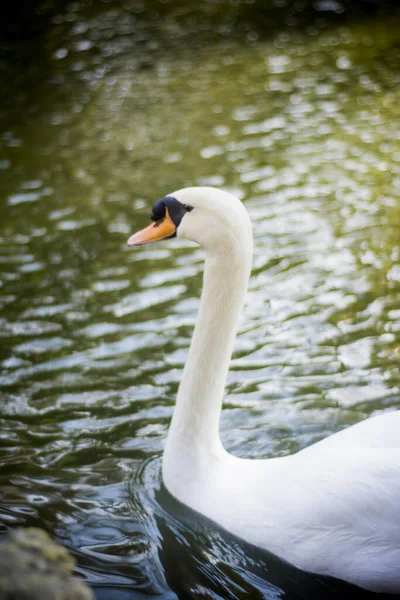 Beautiful White Swan Lake — Stock Photo, Image