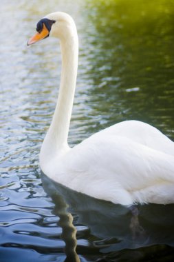 güzel beyaz kuğu gölde