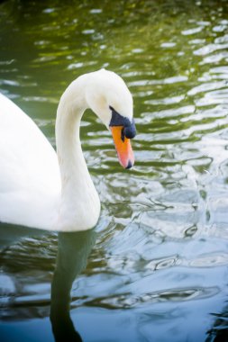 güzel beyaz kuğu gölde