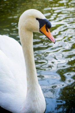 güzel beyaz kuğu gölde