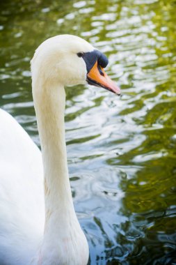 güzel beyaz kuğu gölde