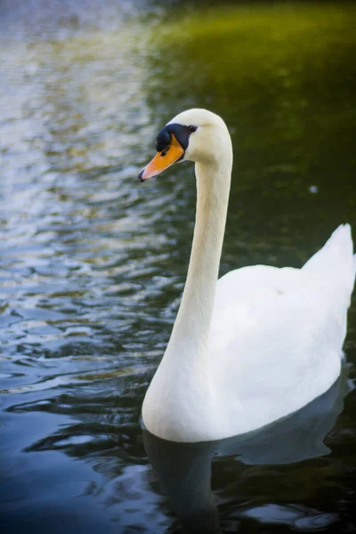 Cisne Branco Bonito Lago — Fotografia de Stock