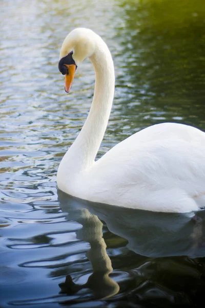 Beautiful White Swan Lake — Stock Photo, Image