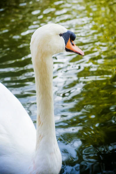 Beautiful White Swan Lake — Stock Photo, Image