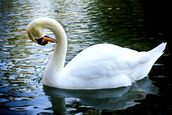 Beautiful White Swan Lake — Stock Photo, Image