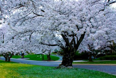güzel kiraz çiçeği 