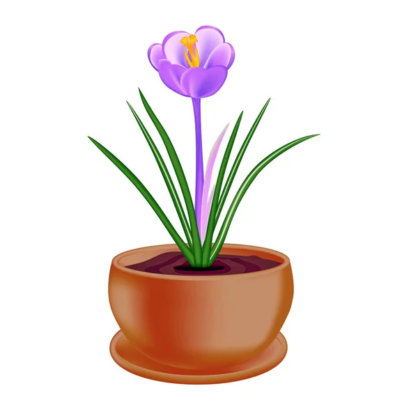 Spring flower in a flowerpot on white background. — Stock Photo, Image