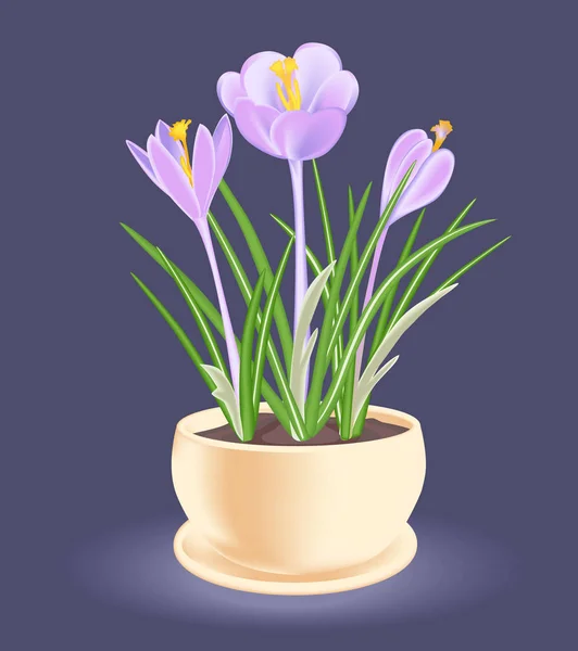 Spring flower in a flowerpot. Violet-blue crocus. — Stock Vector