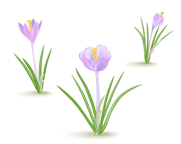 Violet-blue crocus spring flower  on white background. — Stock Vector