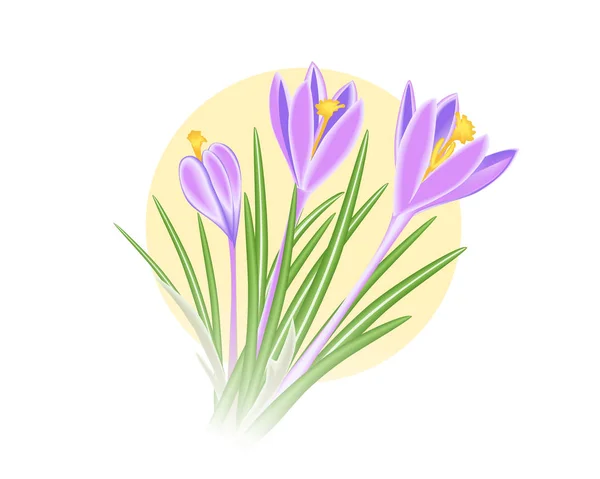Violet-blue crocus spring flower — Stock Vector
