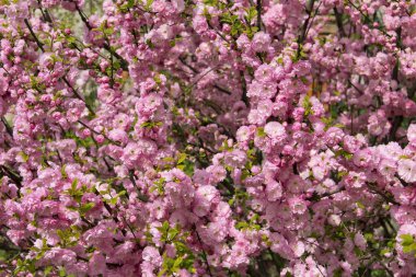 Bahar çiçekli Japon Cherry.