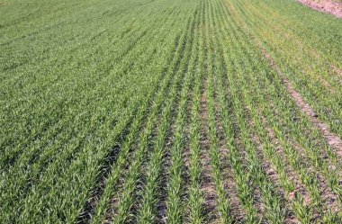 Kış bitkileri ekimi.