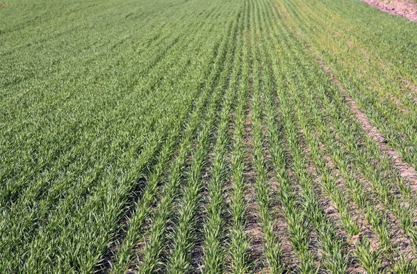 Kış bitkileri ekimi.