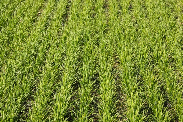 Kış bitkileri ekimi.