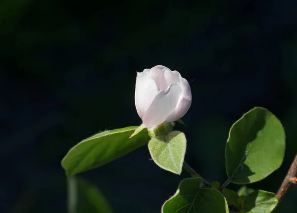 Cydonia oblonga blossom. — Stock Photo, Image