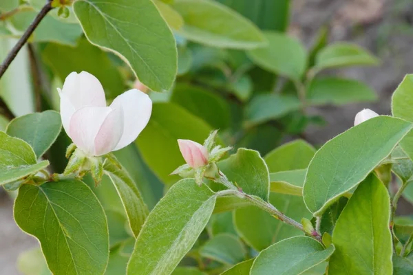 Cydonia oblonga blossom. — Zdjęcie stockowe