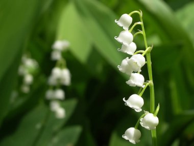 Vadinin çiçekli zambağı.