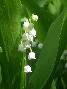 Vadinin çiçekli zambağı.