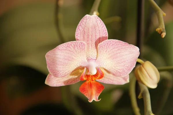 Bellissimo fiore di orchidea . — Foto Stock