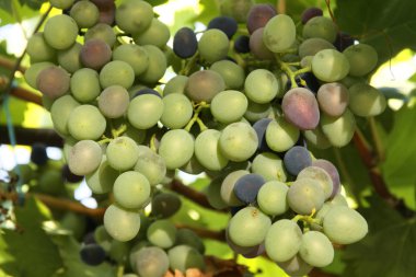 Veraison erken dönemlerinde.