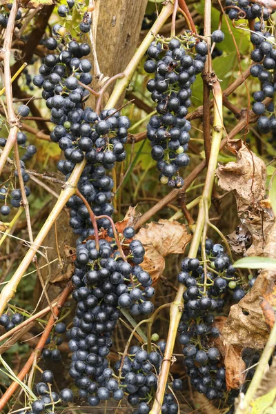 Dojrzałe winogrona, czerwone wino. — Zdjęcie stockowe