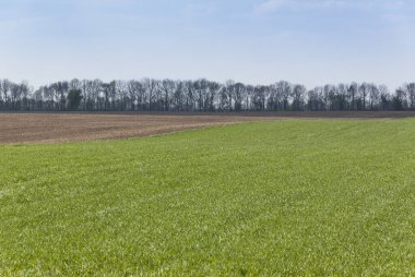 Yeşil mısır gevreği tarlası olan kırsal bahar manzarası.