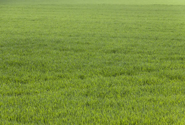 Brotes densos de trigo o centeno. Plántulas de trigo . — Foto de Stock