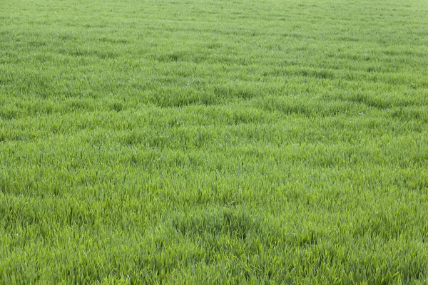 Campo verde en primavera. Brotes densos de trigo o centeno . — Foto de Stock