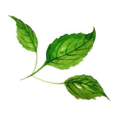 Suluboya Bahar Çiçek Elementi