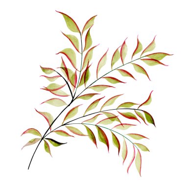 Suluboya Bahar Çiçek Elementi