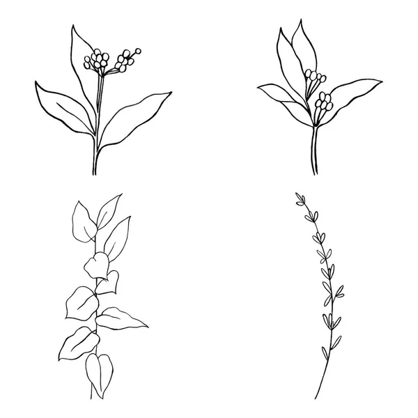 Flora Dibujada Mano Blanco Negro — Archivo Imágenes Vectoriales