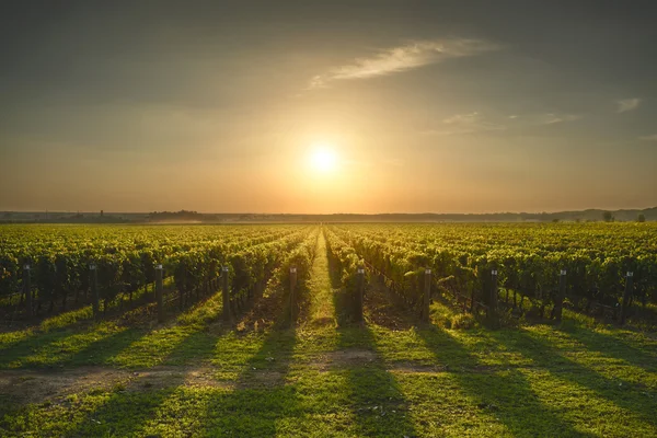 Bolgheri és Castagneto vineyard a naplemente, backlight. Maremma — Stock Fotó