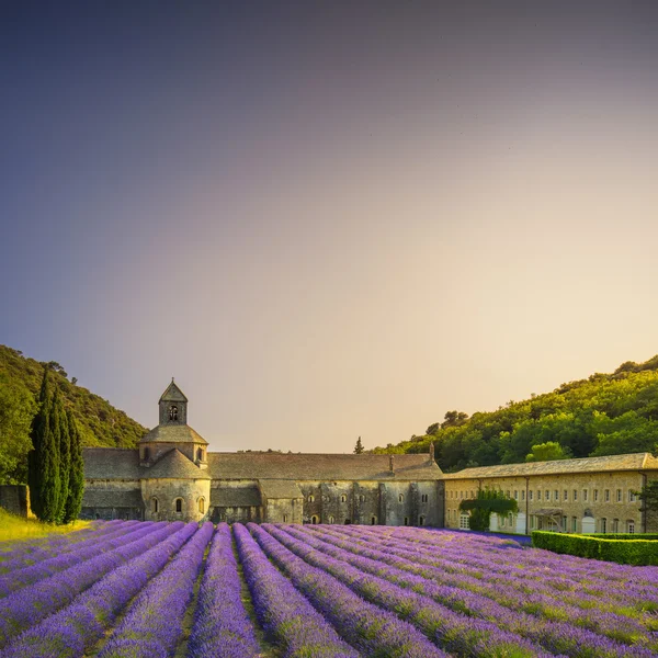 Abtei von Senanque blühenden Lavendelblüten bei Sonnenuntergang. Gordes, l — Stockfoto