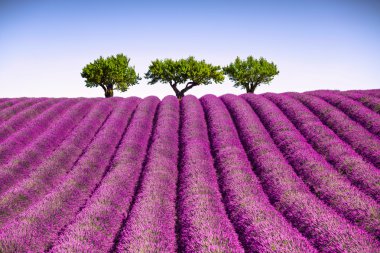 Lavanta ve ağaçlar yokuş yukarı. Provence, Fransa