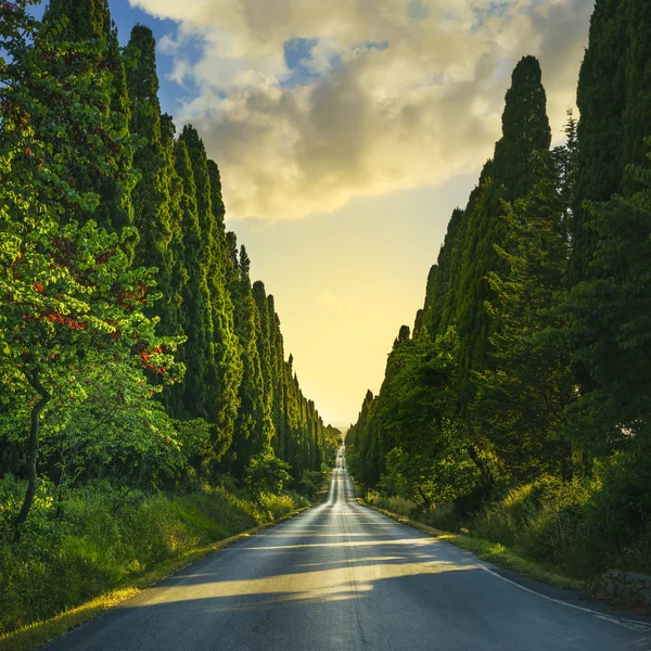 Bolgheri beroemde cipressen boom rechte boulevard op zonsondergang. Mar — Stockfoto