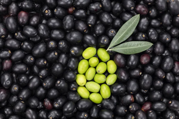 Green Olive shape on Black olive background. Fresh Harvested Oli — Stock fotografie