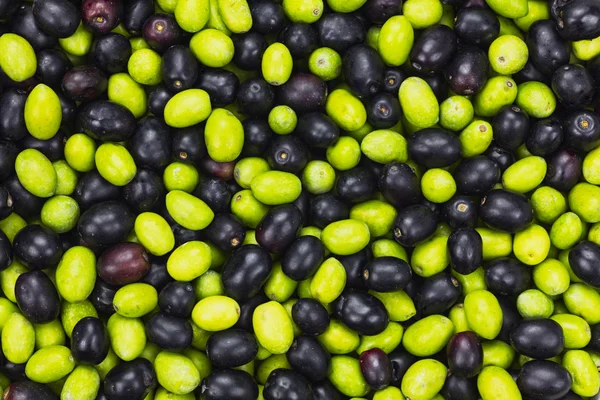 Taze hasat siyah ve yeşil zeytin yağı üretim deseni için — Stok fotoğraf