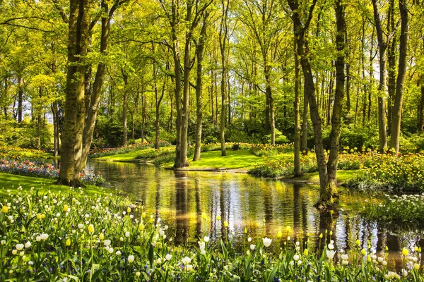 Tuin in de Keukenhof, tulp bloemen, vijver en bomen. Nederland — Stockfoto