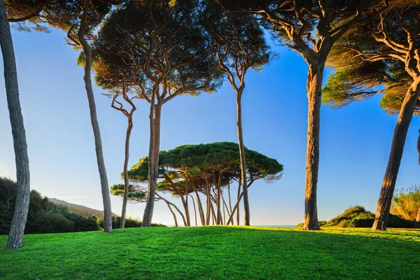 Deniz ve plaj sahil çamı ağacı grubu. Baratti, Toskana.