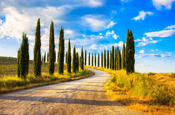 Toscana, Cipressi Strada bianca paesaggio rurale, Italia, Europa — Foto Stock