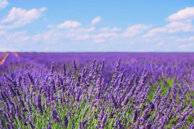 Lavanta çiçeği çiçek alanları kalan. valensole provence, fra