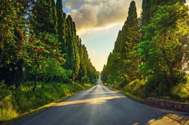 Bolgheri ünlü selvi ağacı düz Bulvarı'günbatımı. Ma