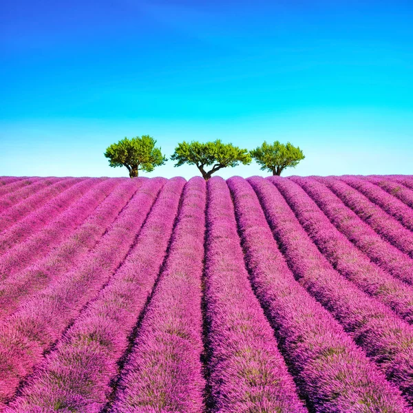 Lavanta ve ağaçlar yokuş yukarı. Provence, Fransa