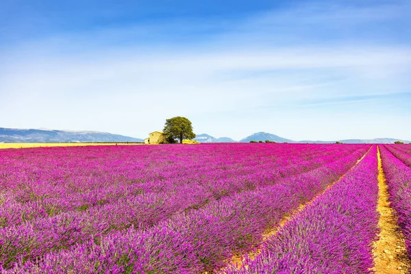 Flores de lavanda florescendo campo, casa e árvore. Provence, Franc. — Fotografia de Stock