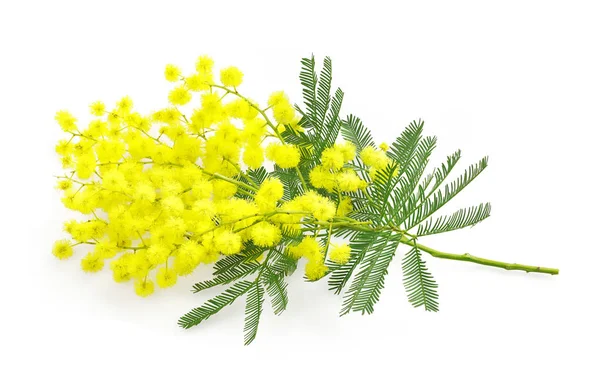 Wattle virág vagy mimosa ág, március 8-i nők nemzetközi szimbólum — Stock Fotó