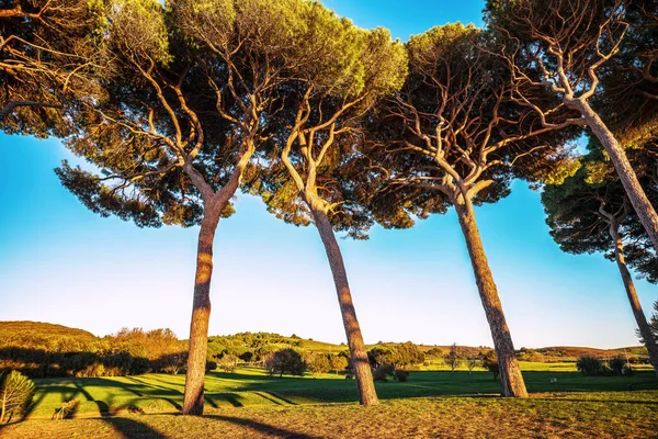 Maritime italian pine tree group. Baratti, Tuscany. — Stock Photo, Image