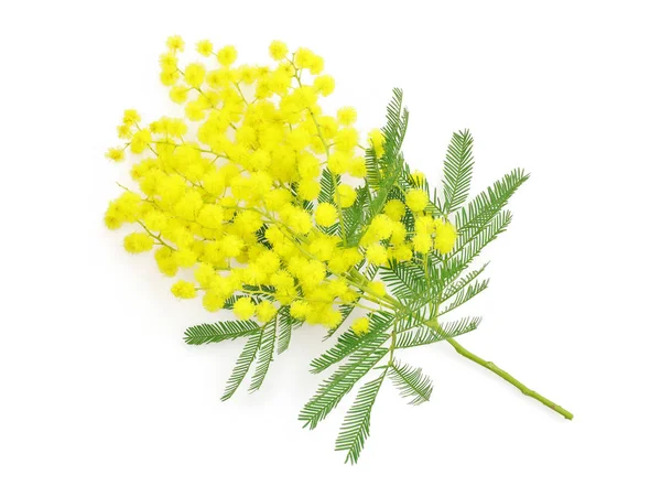 Wattle flower or mimosa branch, symbol of 8 march, women interna — Stock Photo, Image