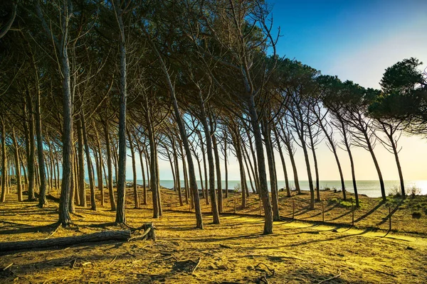 Italian Maritime Pine tree pinewood forest and sea. Marina di Ce — Stock Photo, Image